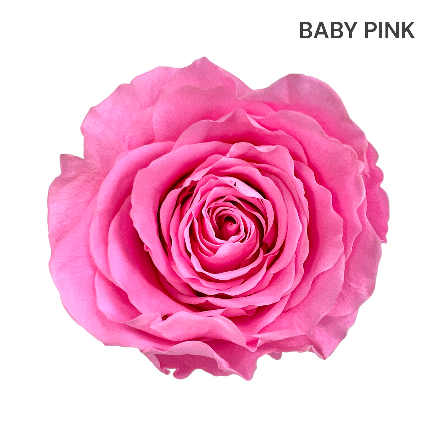 Classic Round Box Rose Collection | 20-24 Roses