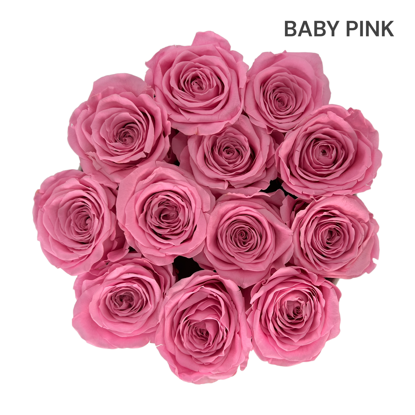 Velvet Round Rose Box Collection | Large