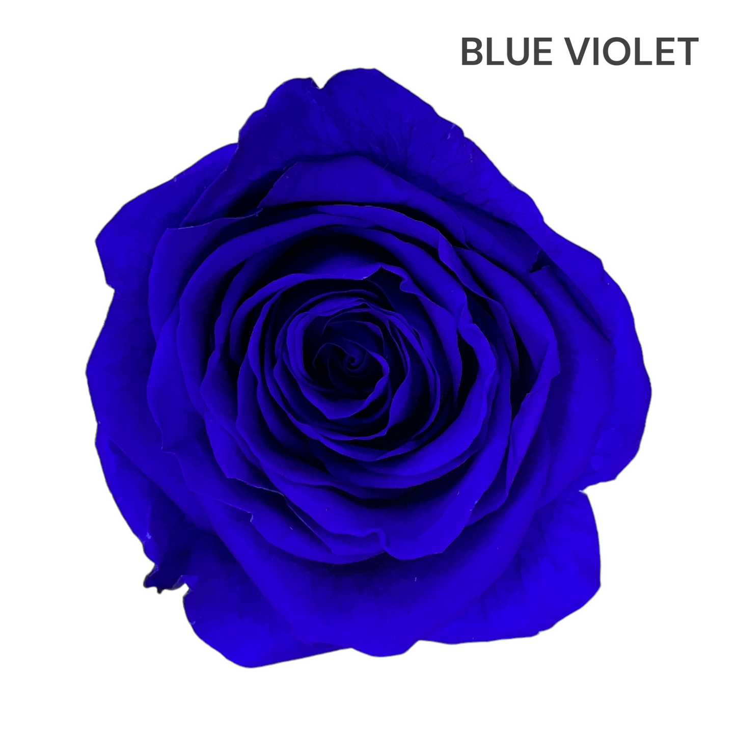 Velvet Square Rose Box Collection | 9