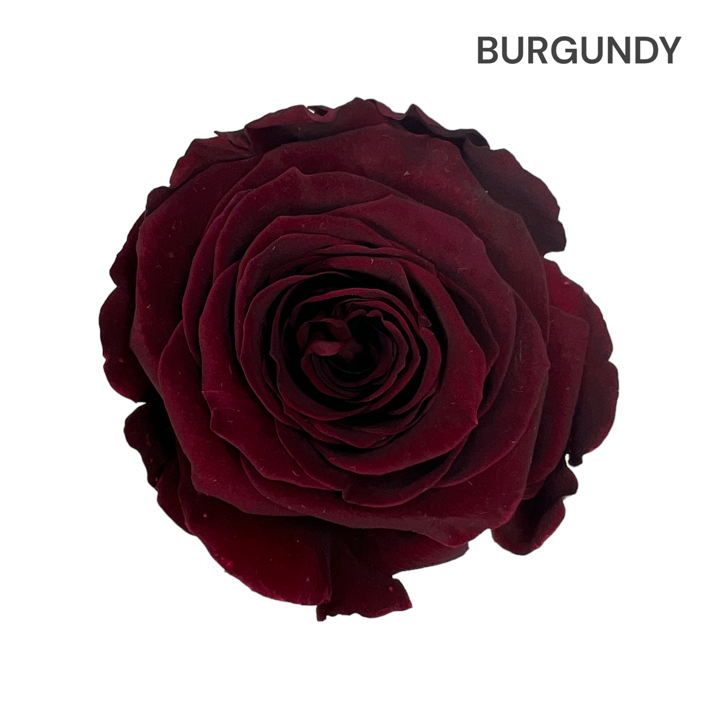 Velvet Round Rose Box Collection | Large