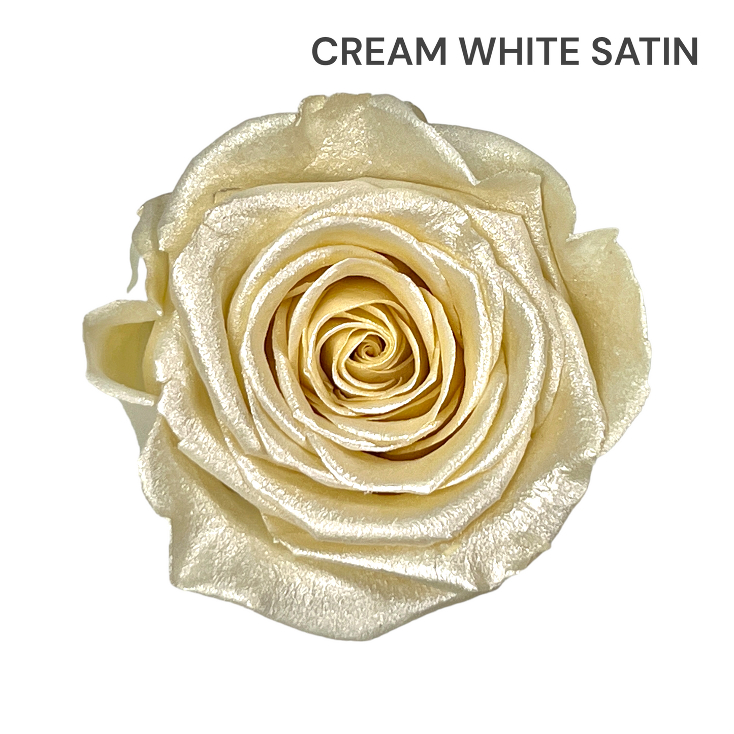 Velvet Round Rose Box Collection | Large