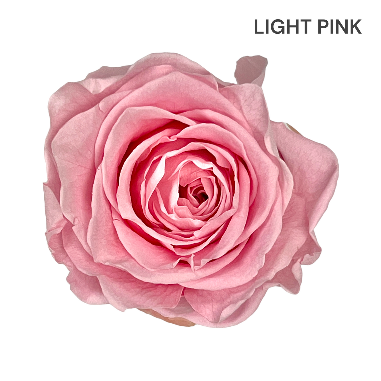 Velvet Round Rose Box Collection | Large