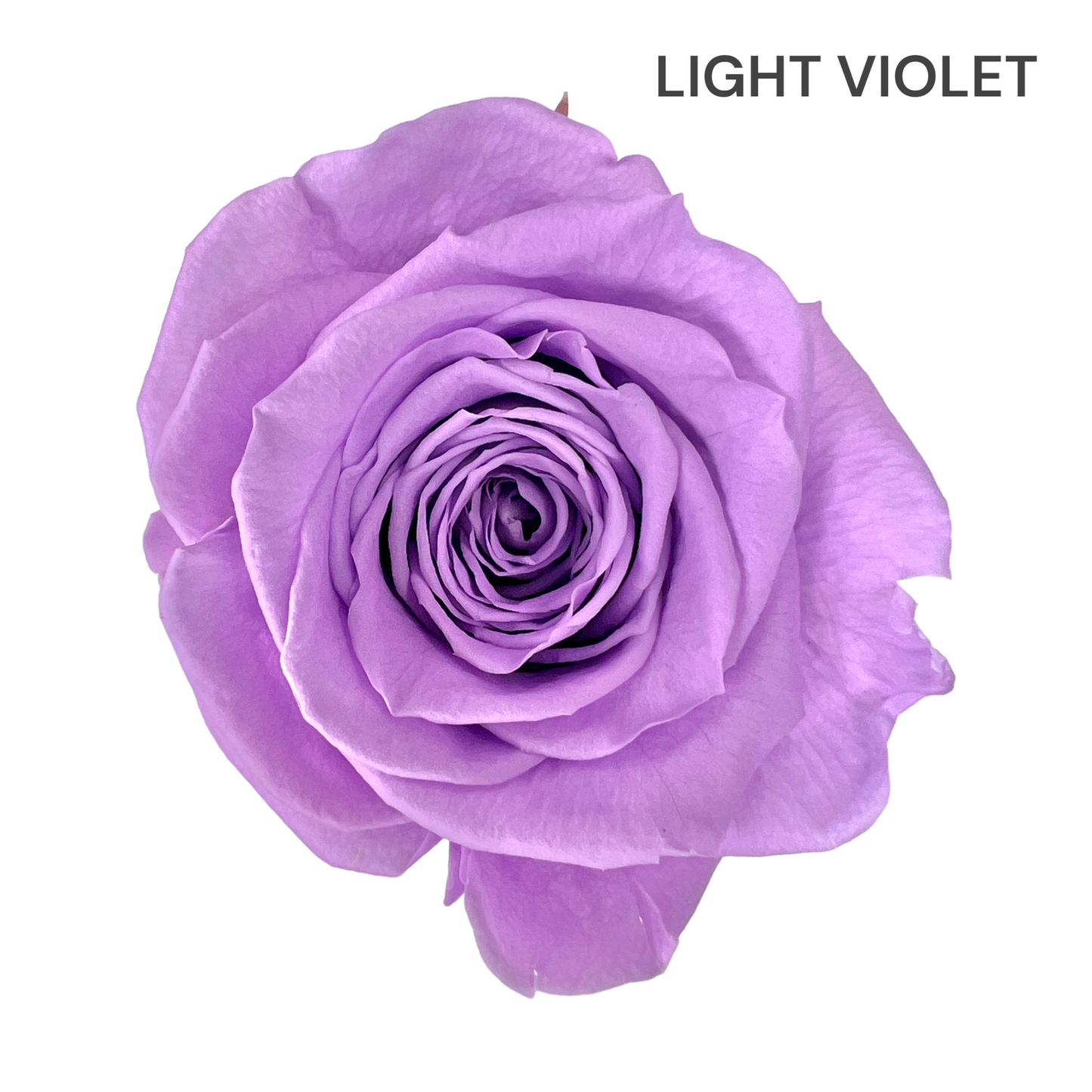 Velvet Heart Rose Box Collection | Small