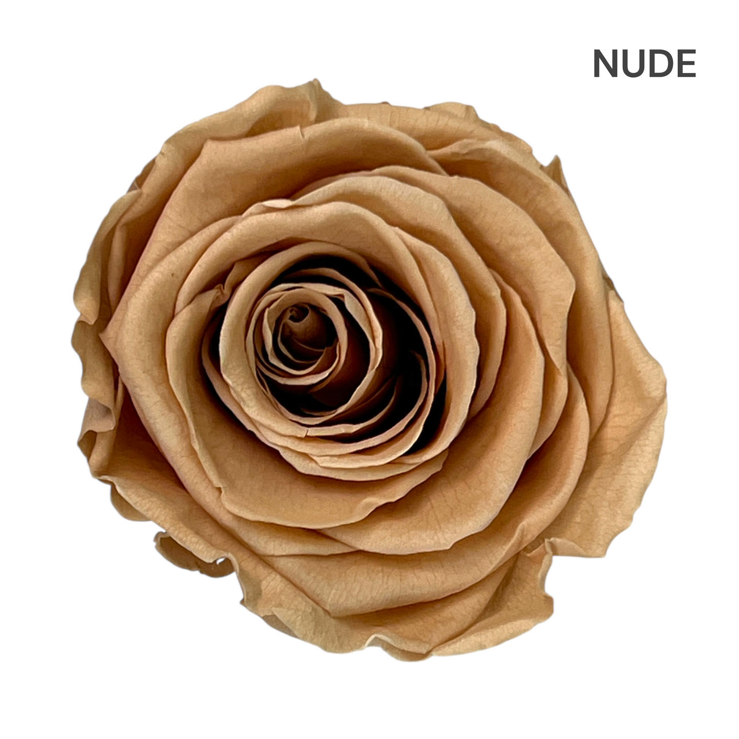 Tassel Rose Box Collection | Medium