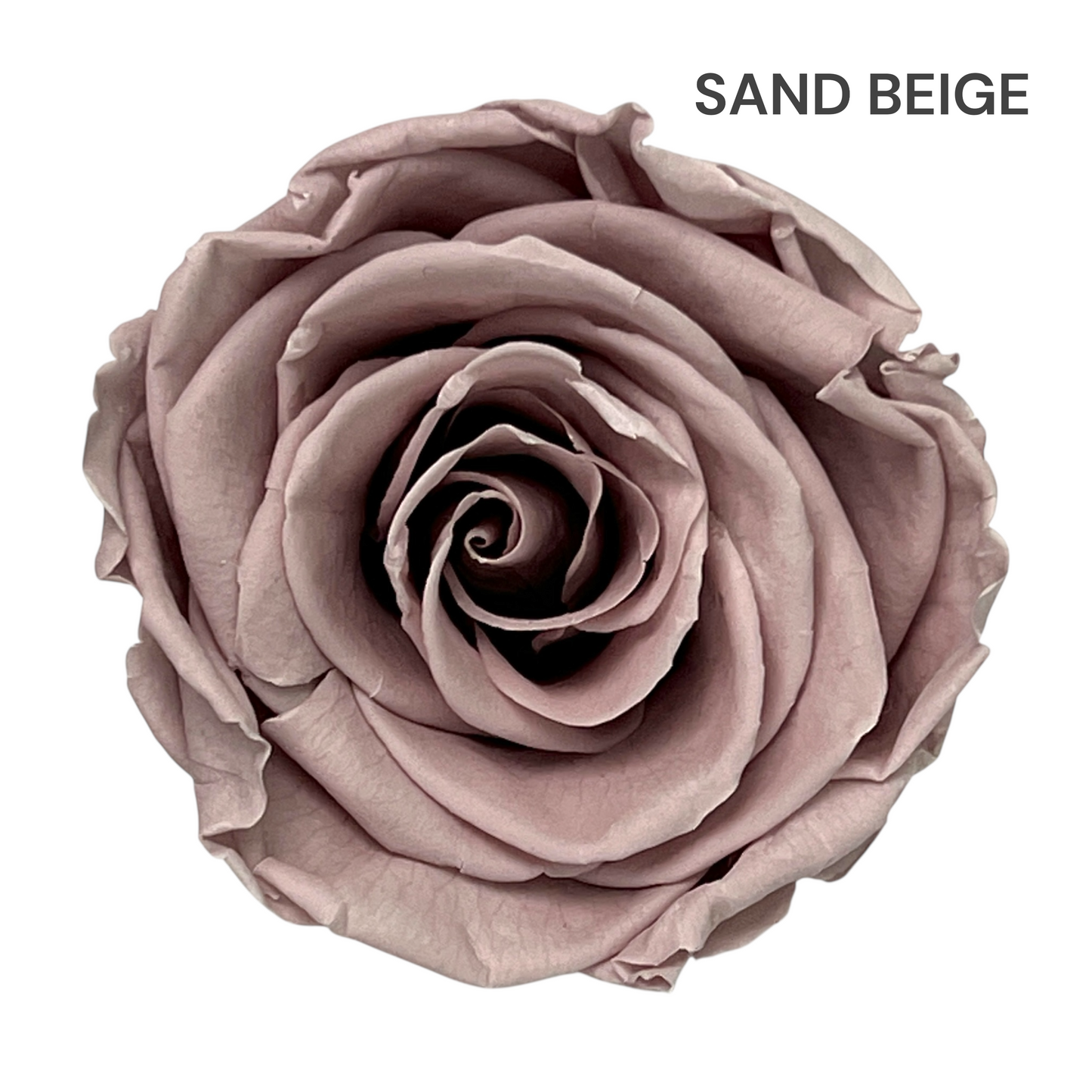 Velvet Round Rose Box Collection | Large