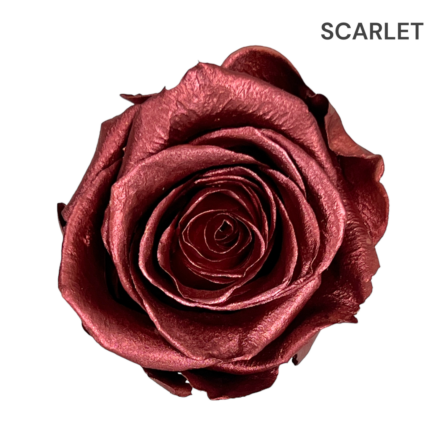 Velvet Square Rose Box Collection | 9