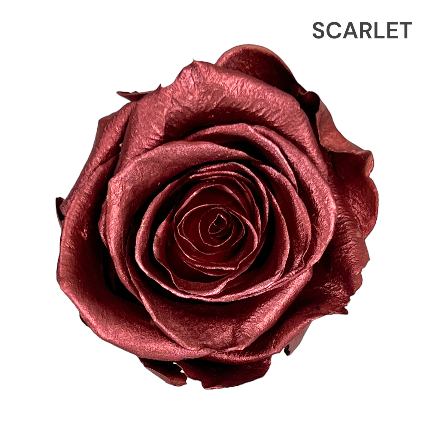 Velvet Heart Rose Box Collection | Small