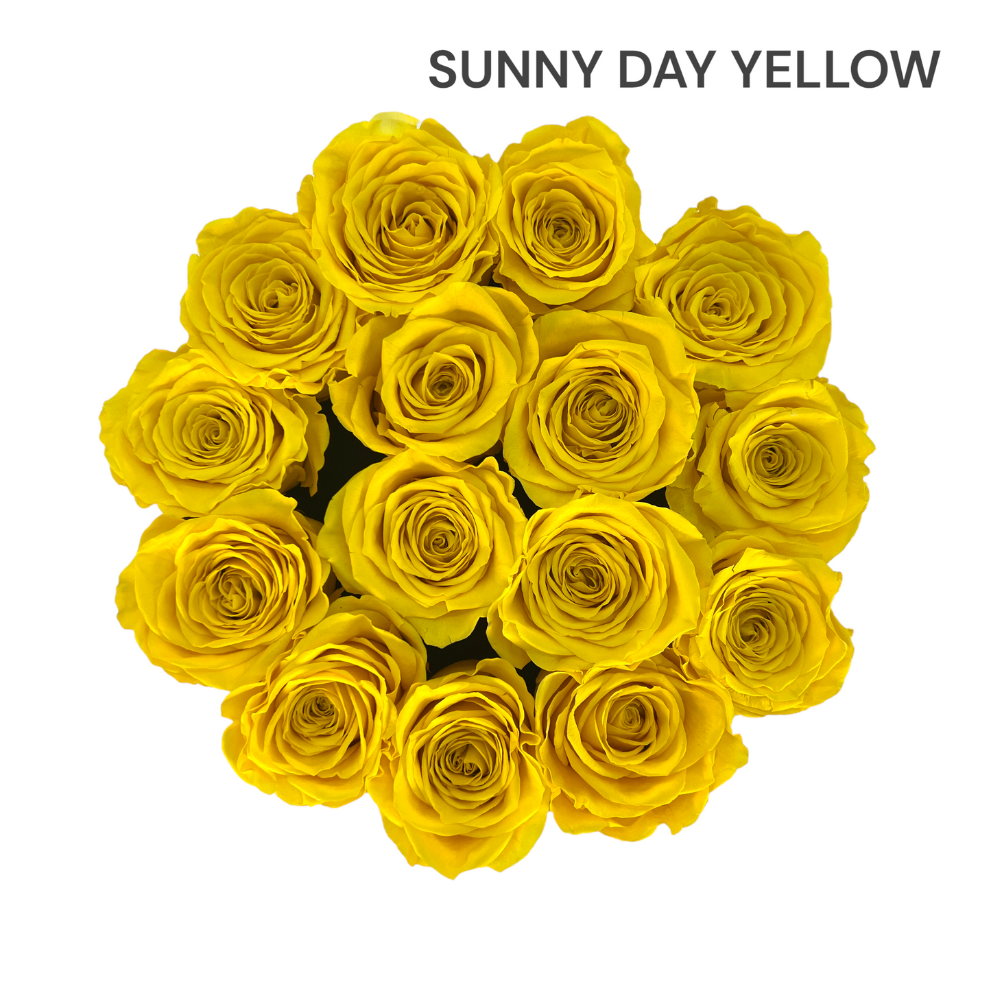 Velvet Round Rose Box Collection | Large