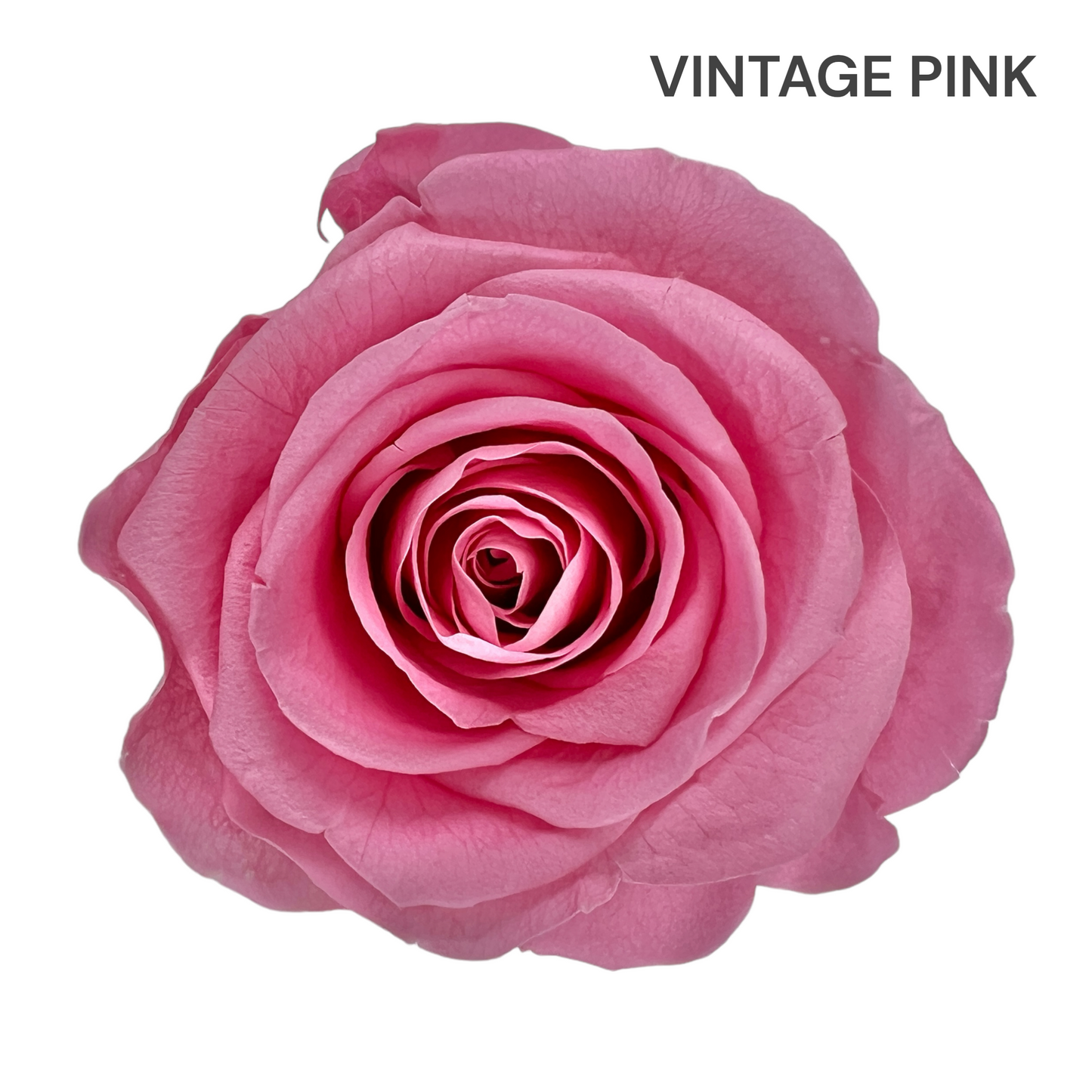 Velvet Square Rose Box Collection | 16