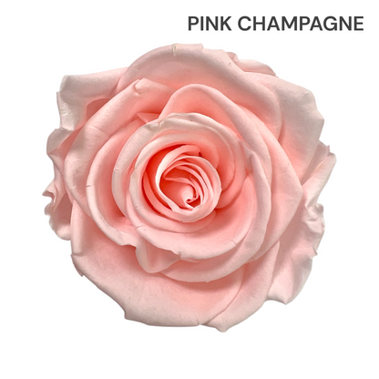 Velvet Round Rose Box Collection | Large